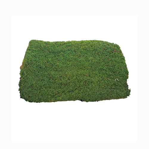 Preserved Moss Sheet