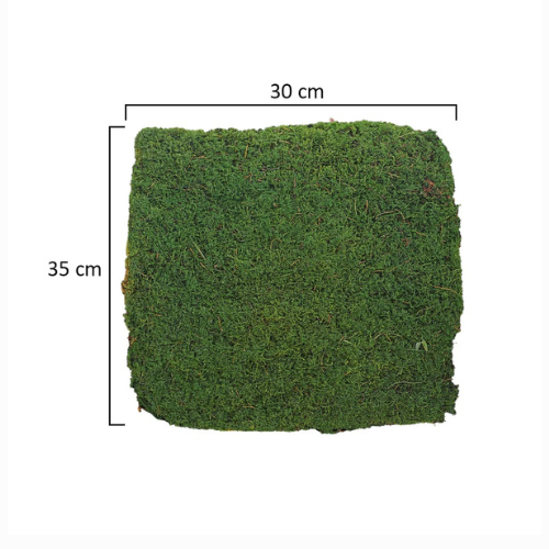 Preserved Moss Sheet