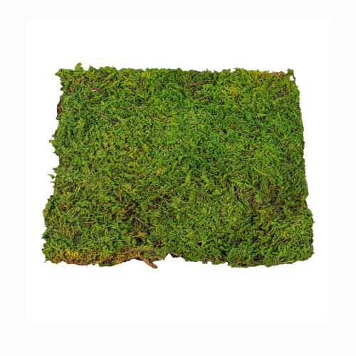 Preserved Dried Moss 30x30cm