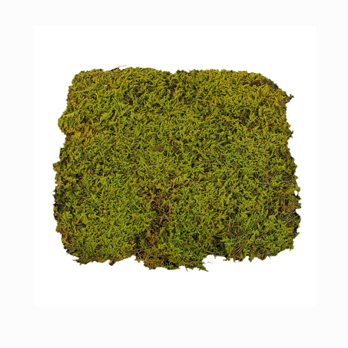 Preserved Dried Moss 30x30cm