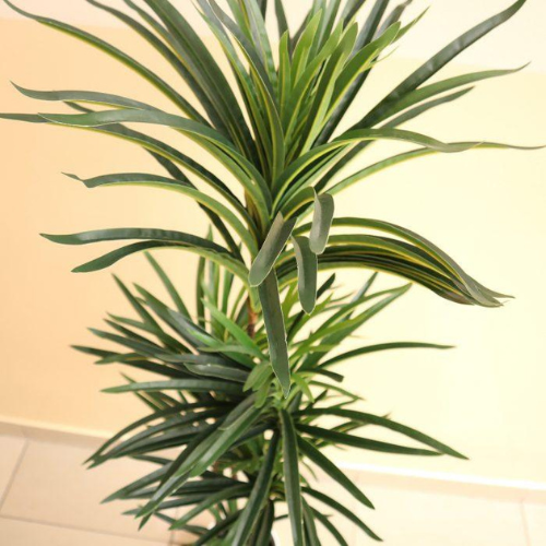 150cm Artificial Dracaena Marginata Decorative Plant