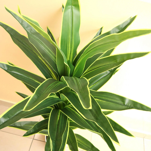 Artificial Dracaena Golden Coast Plant – 130cm