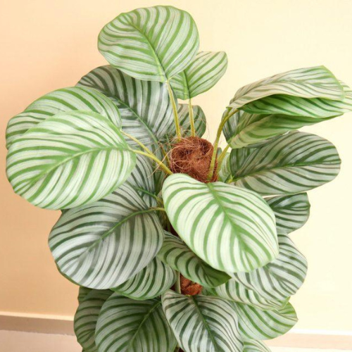Artificial Calathea Orbifolia Plant