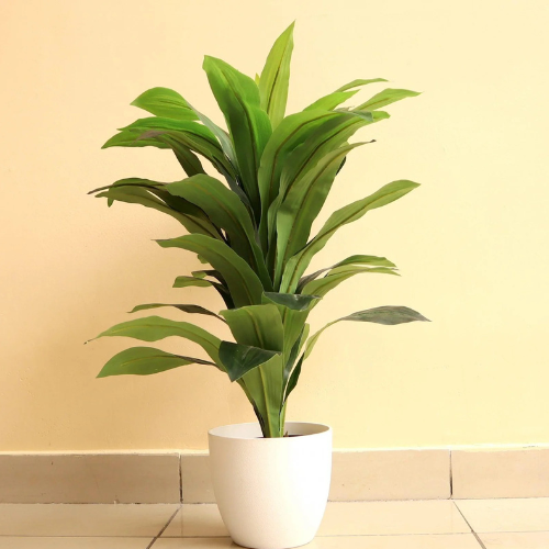 Artificial Dracaena Compacta Plant - 80cm
