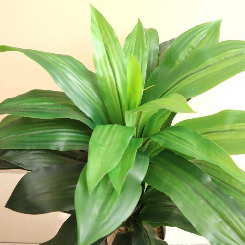 Artificial Dracaena Compacta Plant - 80cm