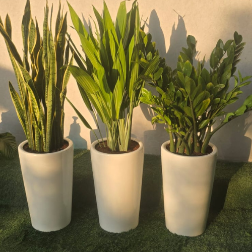 Bundle of 3 Plant - (50-60cm)