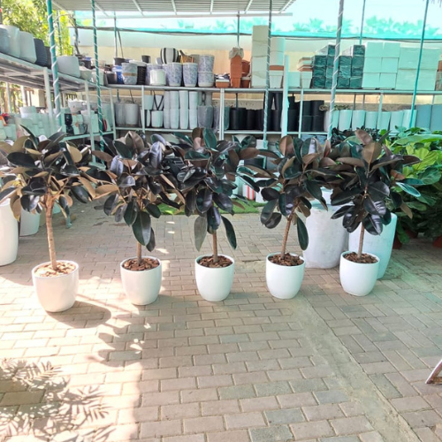 Bundle of 5 Plant - (150-160cm)