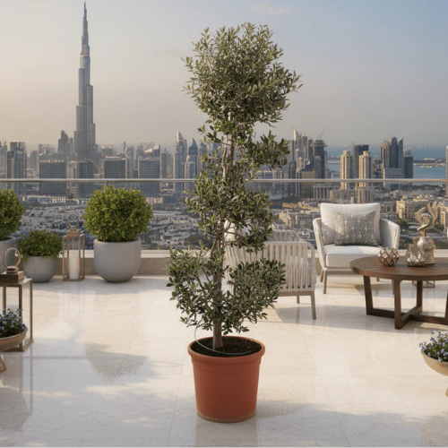 Spiral Olive Tree 1.0m-1.2m