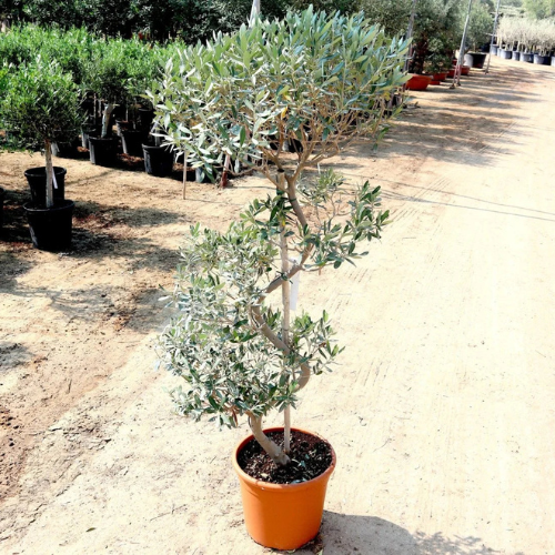 Spiral Olive Tree 1.0m-1.2m