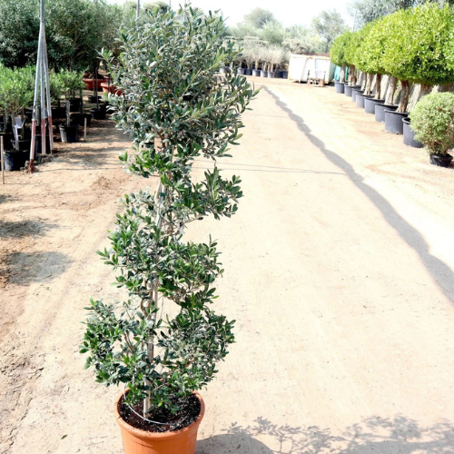 Spiral Olive Tree 1.0m-1.2m