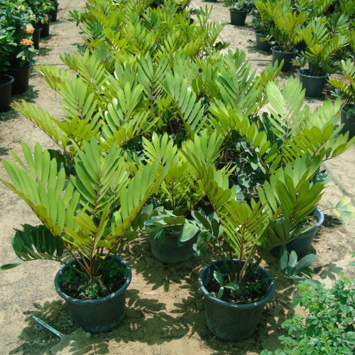 Zamia Outdoor Plant