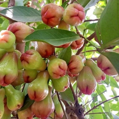 Water Apple Tree | Chambakka | Pani Seb