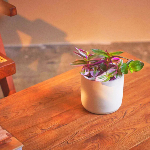 Tradescantia Nanouk Plant Dubai – Fantasy Venice