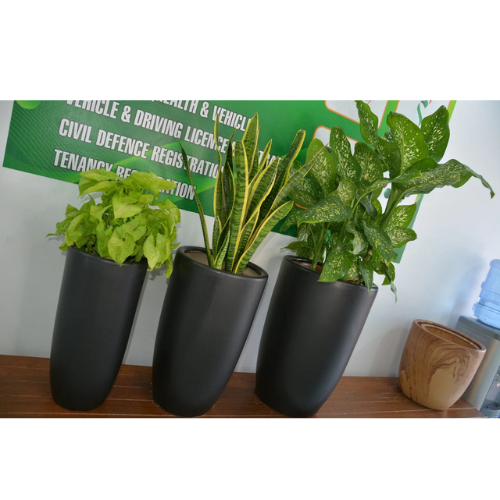 indoor plant combo Well potted Combo Plants