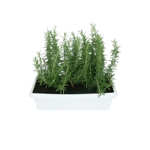 Rosemary Plant – Salvia Rosmarinus in Rectangular Pot