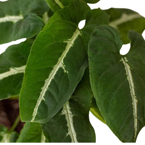 Syngonium Black Velvet (wendlandii) plant