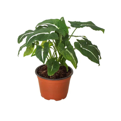 Syngonium Black Velvet (wendlandii) plant