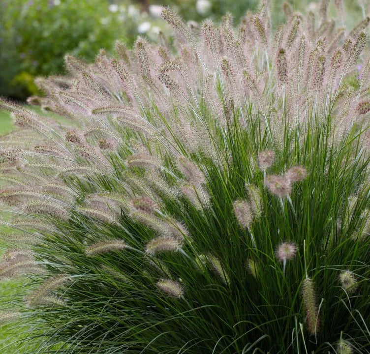African Fountain Grass