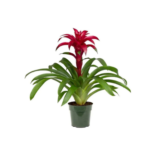 The Guzmania Red 