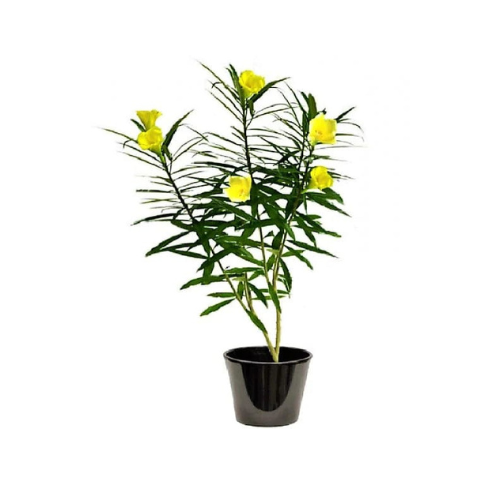 Thevetia Peruviana Plant