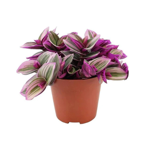 Tradescantia Nanouk Plant Dubai