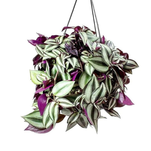 is a wandering jew an indoor plant Tradescantia Zebrina, Wandering Jew – Royal Plantscape Garden