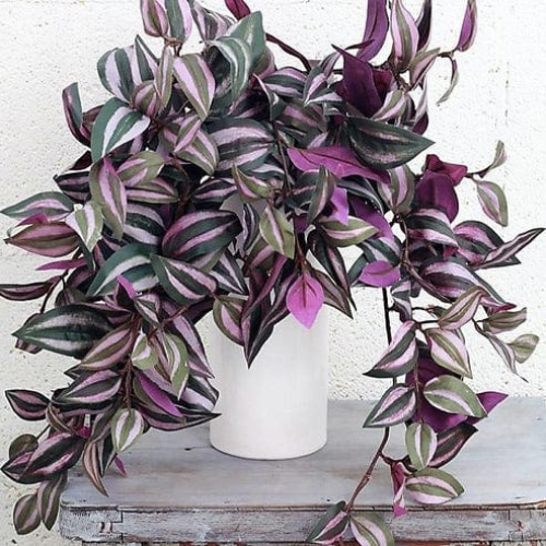 purple hanging indoor plant Tradescantia Zebrina, Wandering Jew – Royal Plantscape Garden