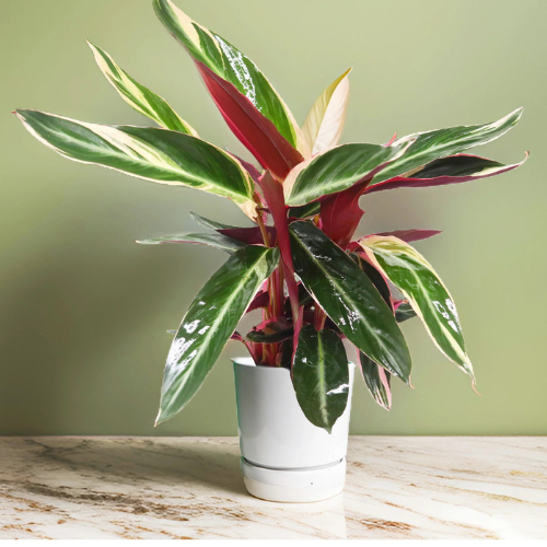 Triostar Indoor Plant