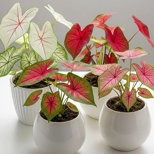 Colorful Caladium Gift 4 Pieces with Ceramic Pots