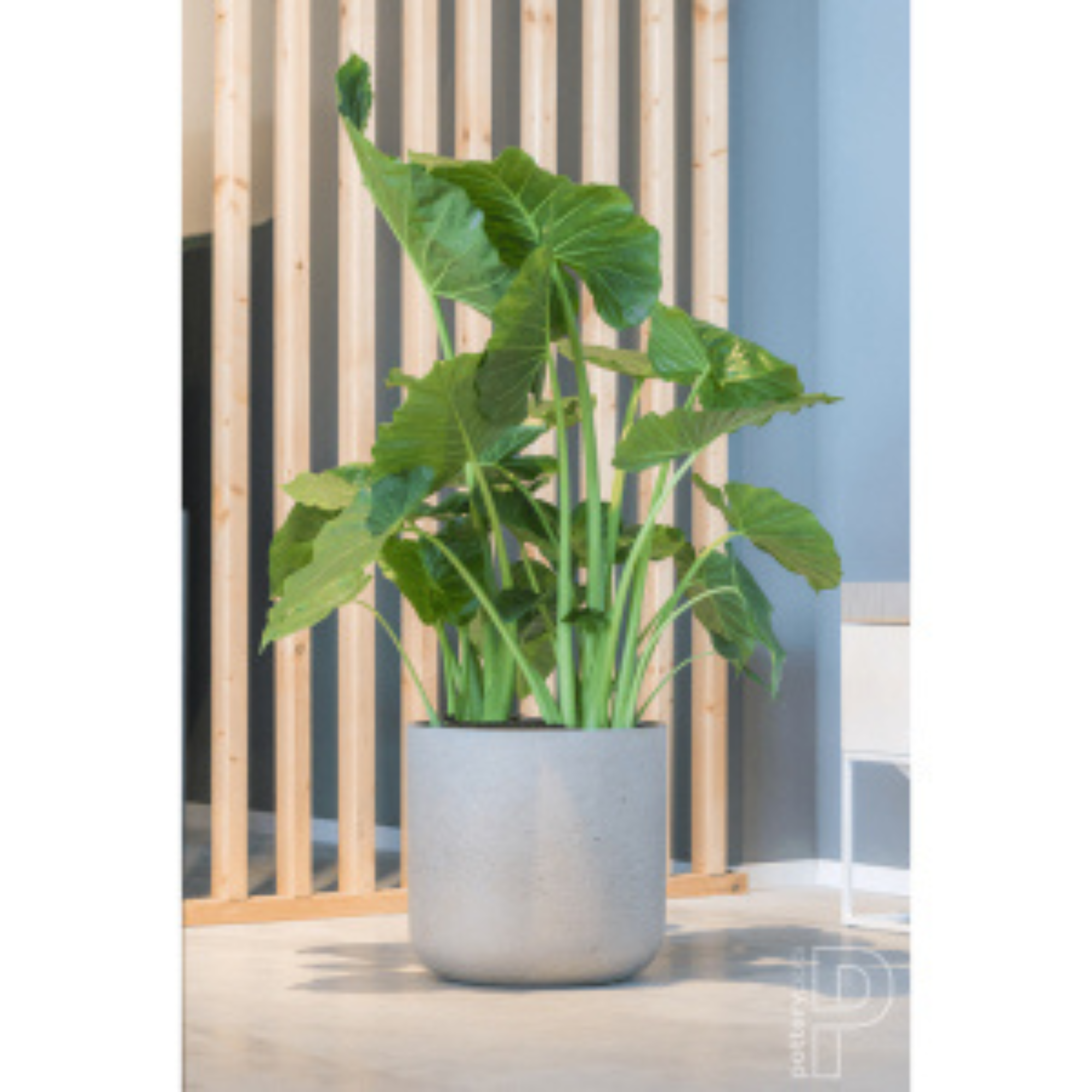 Premium Fiber Clay Plant Pots