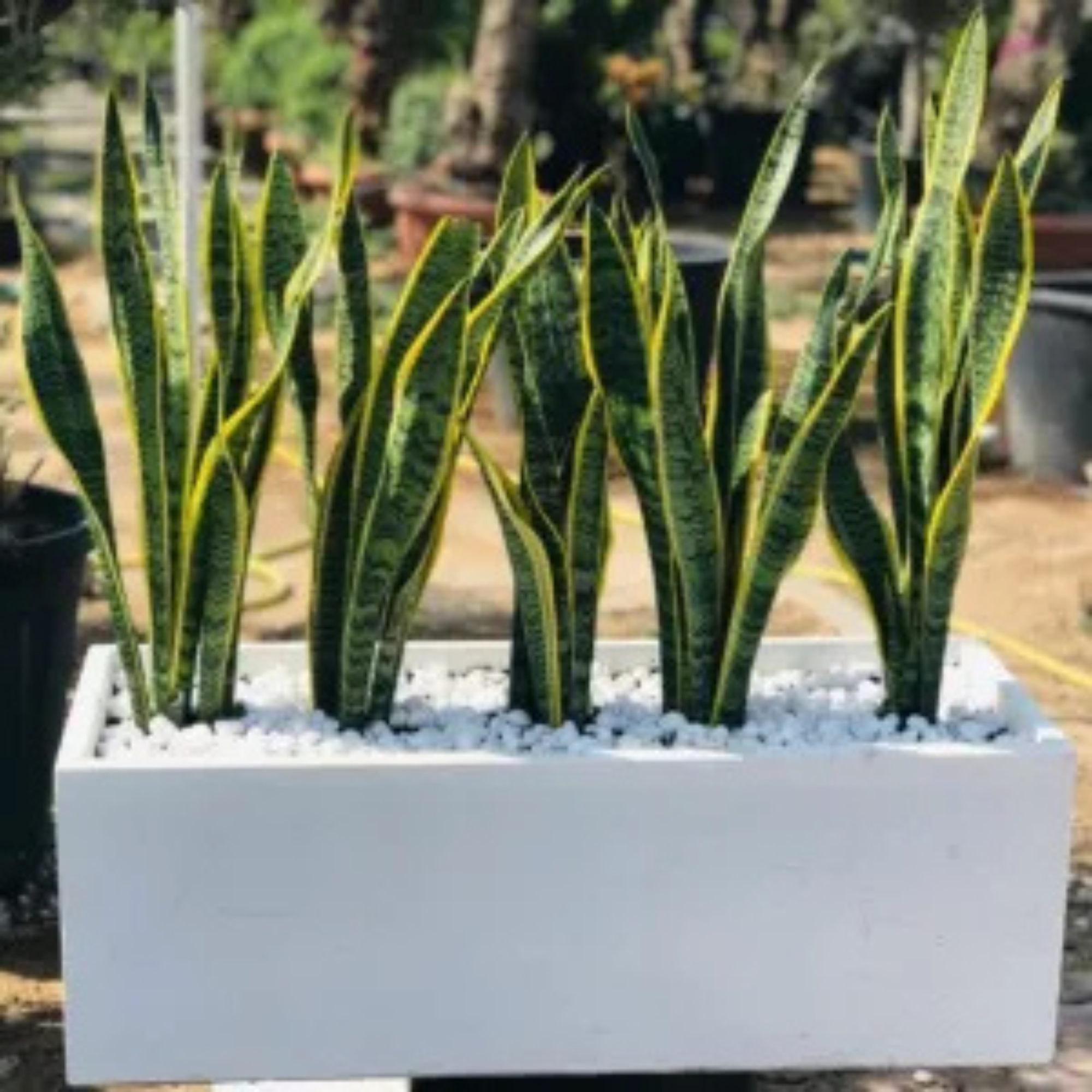 Rectangular Fiber Clay Plant Pots