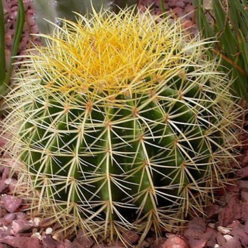 Barrel or Ball Cactus