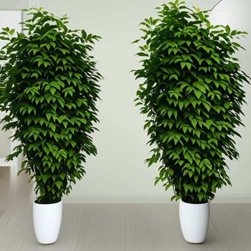 Radermachera Sinica Indoor Plant Combo -2 with ceramic pots
