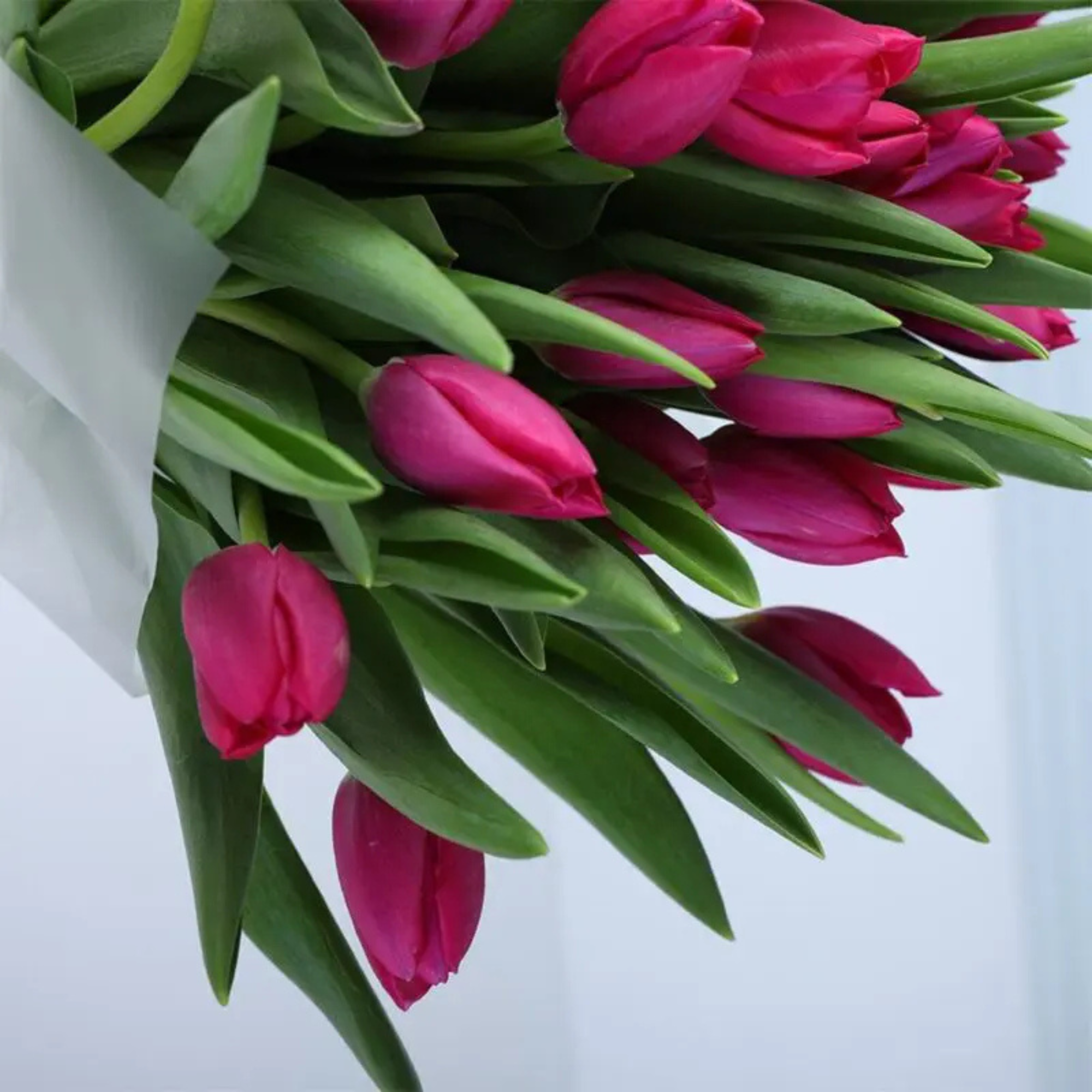 Pink Radiance Artificial Tulip Collection