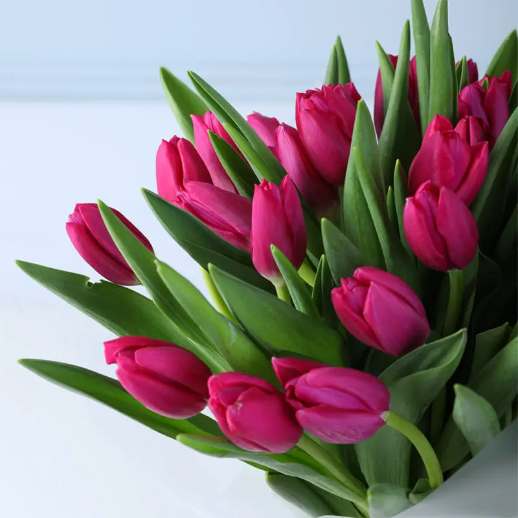 Pink Radiance Artificial Tulip Collection