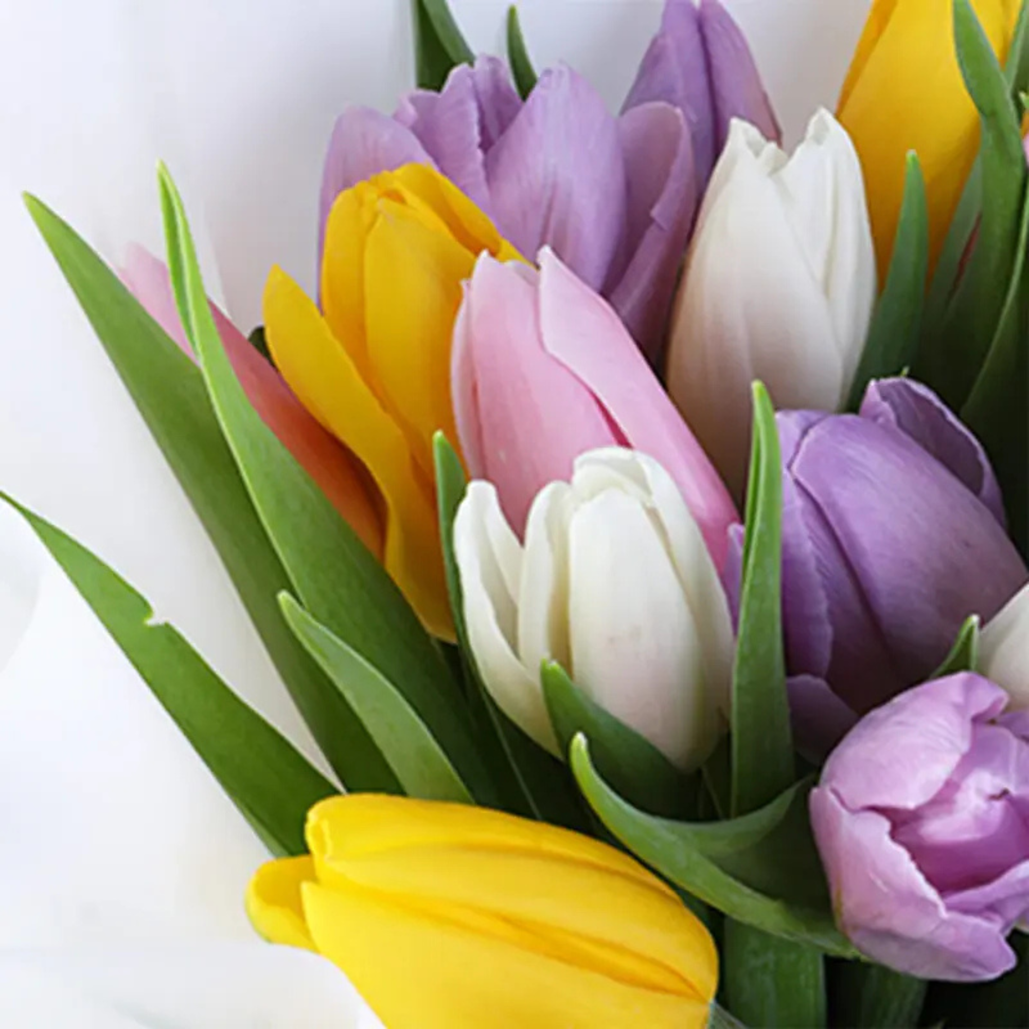 Premium Mixed Tulip Flower Bouquet 20 Stems