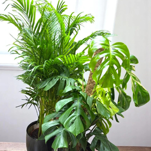 Bundle of 2 Pieces | Indoor Plants |Ceramic Plants| Office Plants | Home Plants