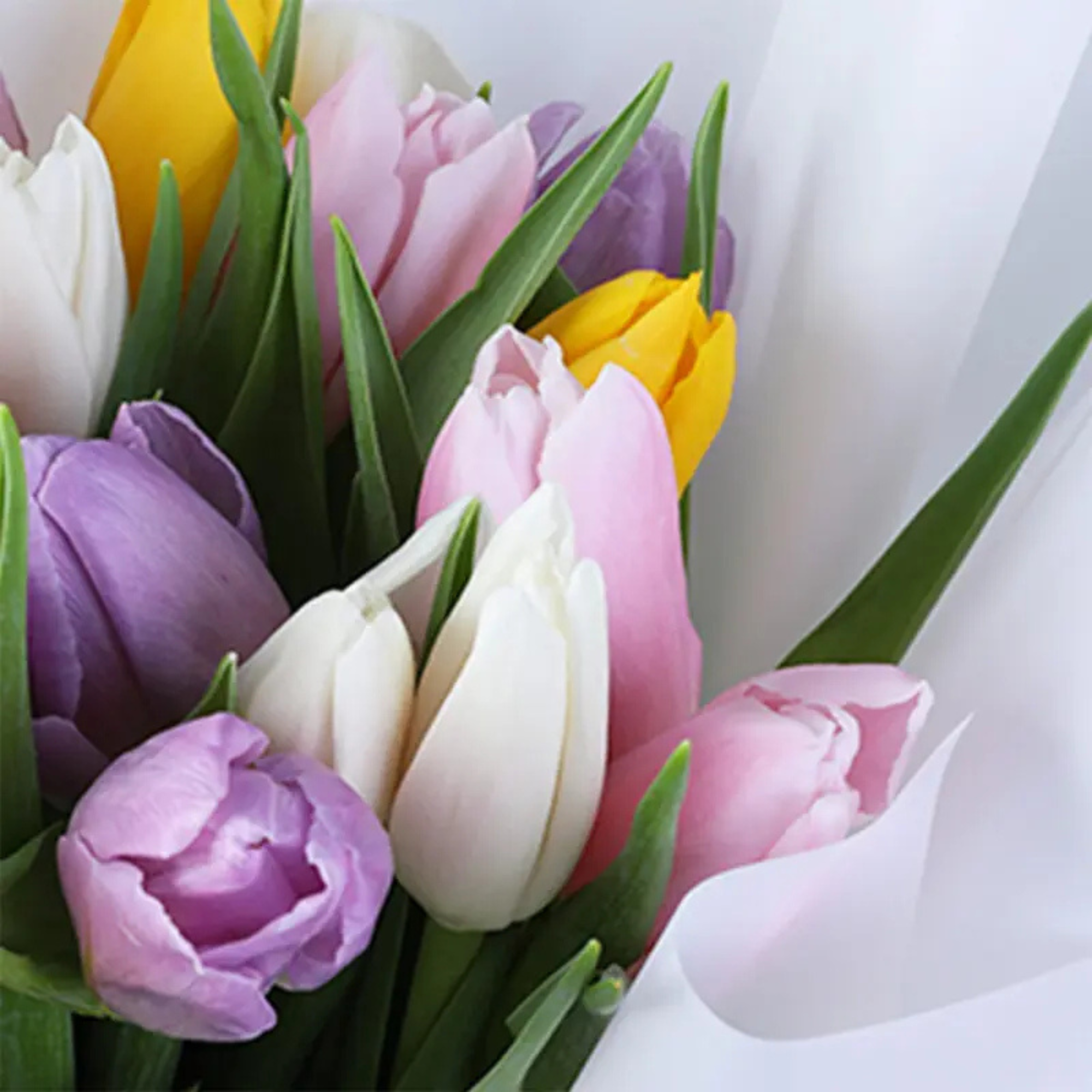 Premium Mixed Tulip Flower Bouquet 20 Stems