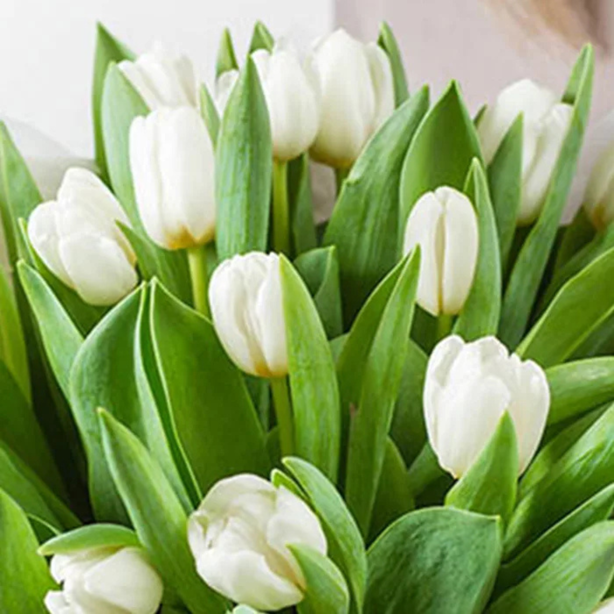 30 White Tulips Bouquet Arrangement