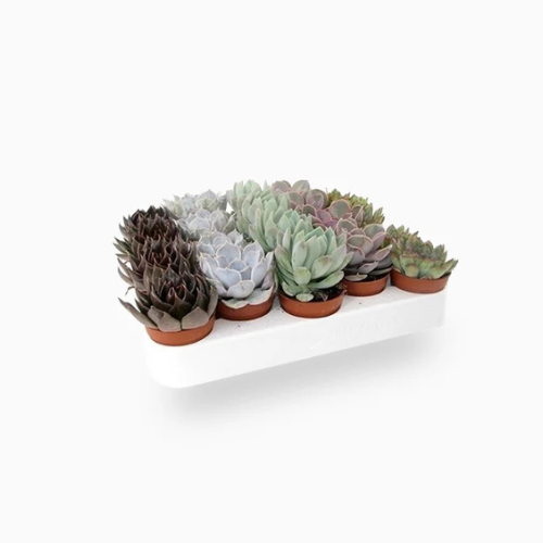 mini plant pot royal gardeners Mini succulents Plant – Royal Plantscape Garden