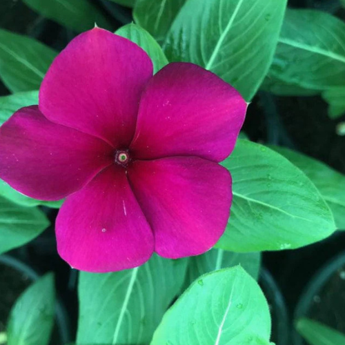 Vinca Flowers