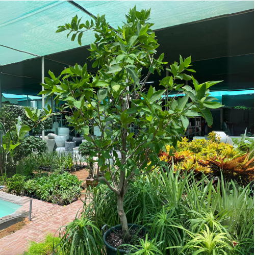 Water Apple Tree
