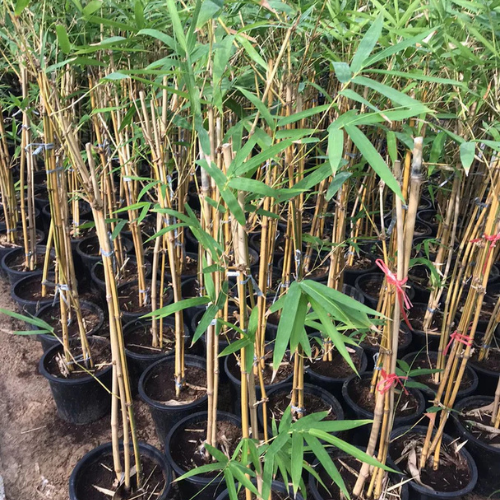 Yellow Bamboo - Bambusa Vulgaris