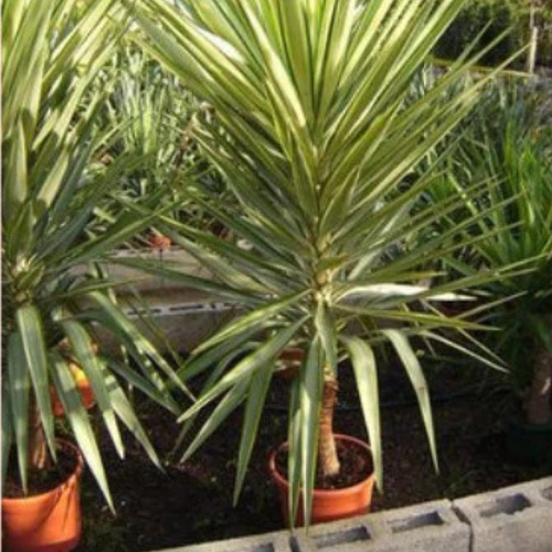 Yucca Jewel Variegated - Summer Plant