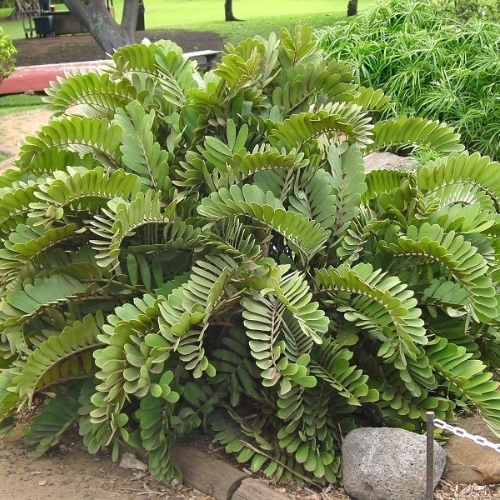 Zamia Outdoor Plant