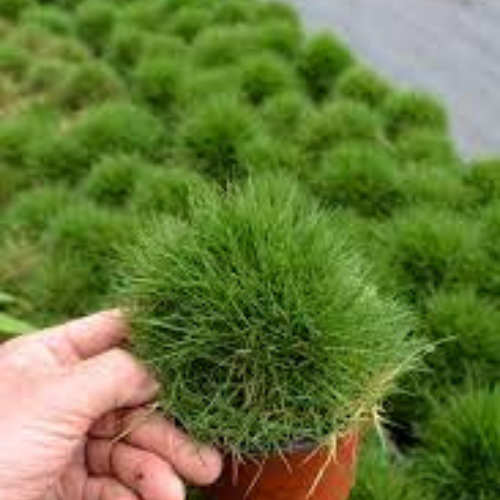 Zoysia Japonica Grass | Korean Lawn Grass