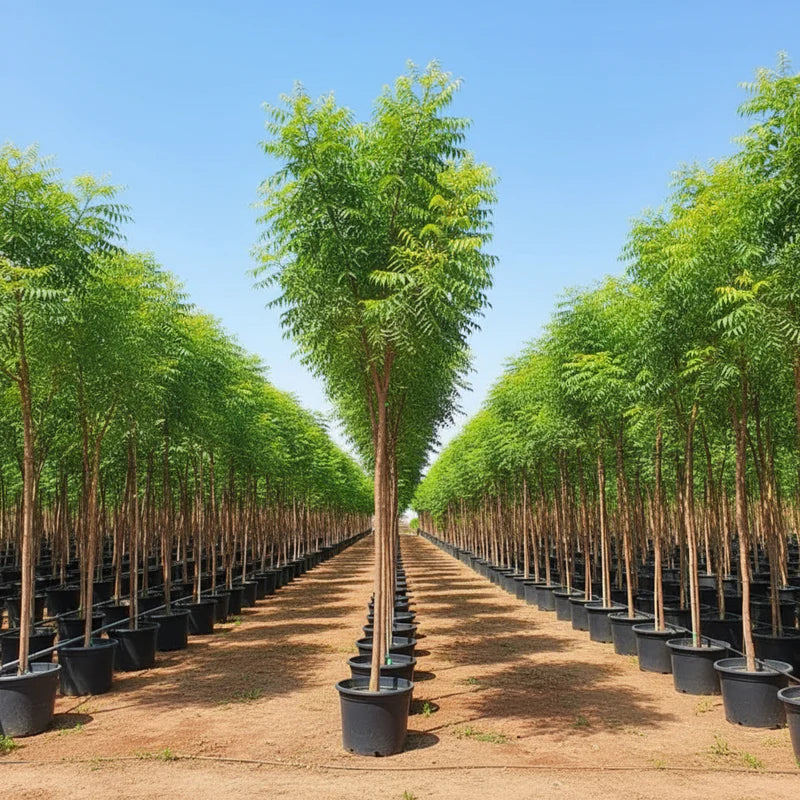 Neem Tree - Azadirachta Indica