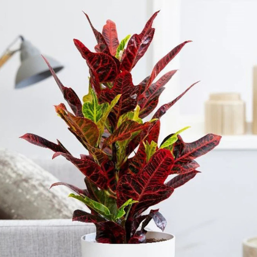 Best codiaeum variegatum plant for Dubai UAE