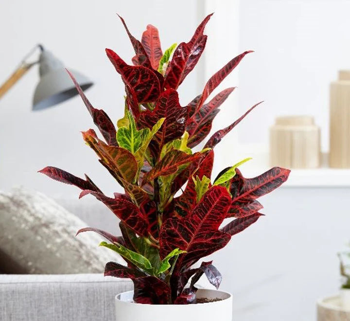 Best codiaeum variegatum plant for Dubai UAE
