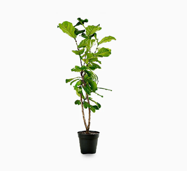 Fiddle Leaf Fig Plant